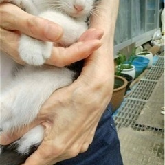 子猫の里親募集①  トライアル中
