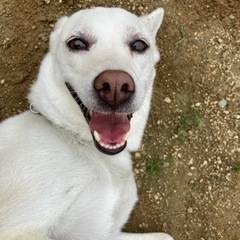 お家のわんちゃんの相談募集！🐶