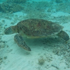 Okinawa  交流ほしいです！🌺 - 那覇市