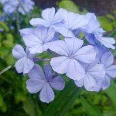 ルリマツリの苗