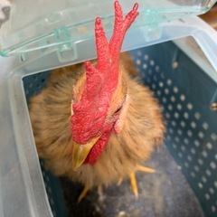 【急募】鳥をもらってくれる方