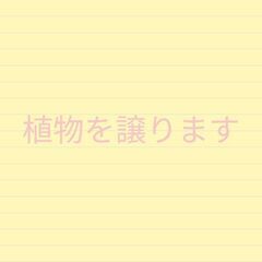 庭木2本(低木)譲ります