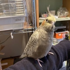オカメインコの里親募集