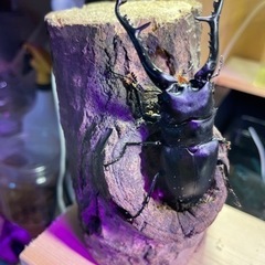 ギラファノコギリクワガタ　100㎜UP