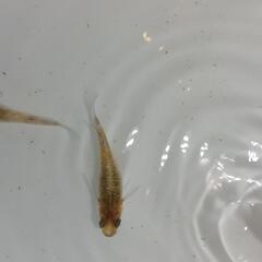 紅灯メダカ  べにあかりめだか  若魚  5匹1200円　無選別