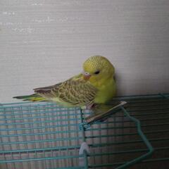 令和4年8月生まれのセキセイインコ