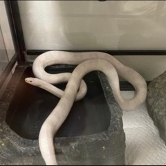 コーンスネーク　アルビノ