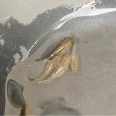 改良めだか　めだか　鳳凰改　稚魚　限定6匹