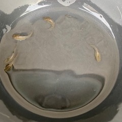 改良めだか　めだか　鳳凰改　稚魚　限定6匹の画像