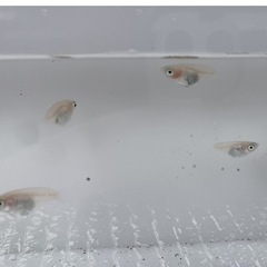 改良めだか　紅ほっぺ　めだか　半ダルマ　稚魚　限定6匹