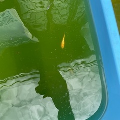 メダカ天界の針子・稚魚