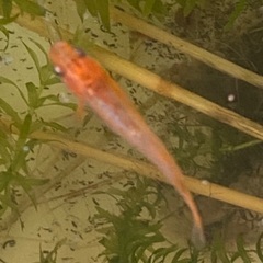 メダカ（竜章鳳姿）の成魚