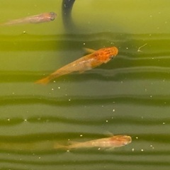 メダカ（竜章鳳姿）の成魚の画像