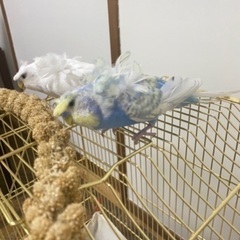 羽衣セキセイインコ