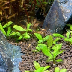 ミッキーマウスプラティ　稚魚