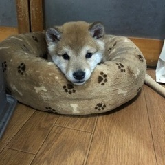 里親募集再開