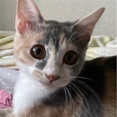 君の瞳にカンパイ