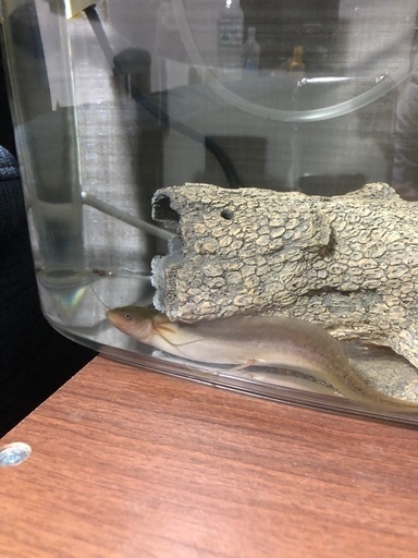 肺魚　プロトプテルス・アンフィビウス