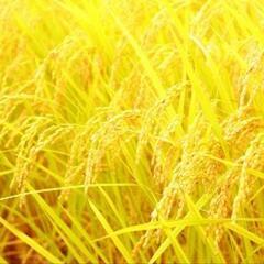 お取引中！コシヒカリ令和4年新米☆玄米30キロ！一等米！現在乾燥...