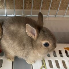 ７月１５日生まれ　ネザーランドワーフ　里親募集　可愛がって下さい