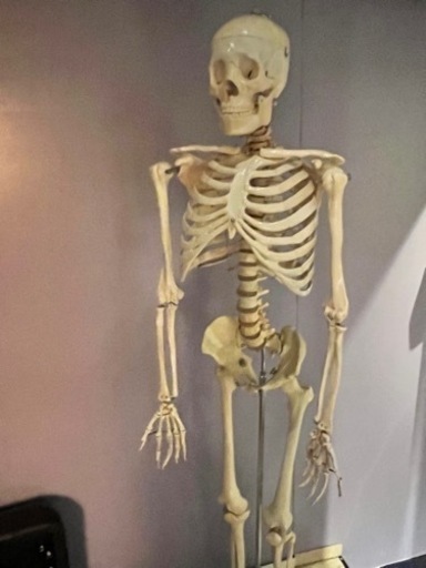 骨模型　セット　整体　接骨院　医療用　等身大
