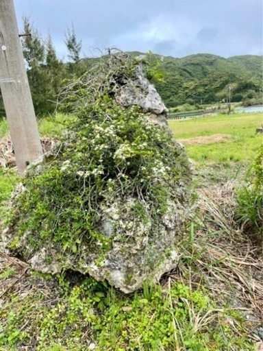 天然 テンバイ 磯山椒 サンゴ 珊瑚岩 盆栽