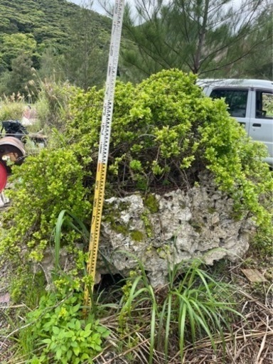天然 テンバイ 磯山椒 サンゴ 珊瑚岩 盆栽
