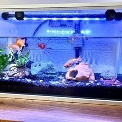 ミッキーマウスプラティ　魚4匹　タニシ　水草　テトラ水槽36Lヒ...