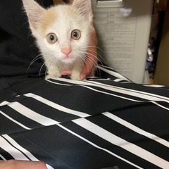 白×ベージュ　子猫　　