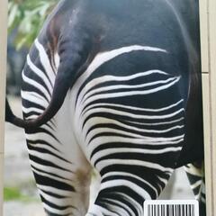 ★200円★ハンディ図鑑★横浜にあつまる世界の動物たち★の画像