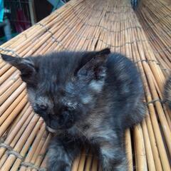 子猫ちゃん