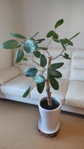 観葉植物 フィカスベルガレンシス 原木
