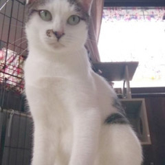 人が好き猫が苦手なおっとり甘えっ子メス３才（推定）