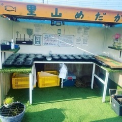 里山公園前　里山めだか無人販売所　9月10日出店情報