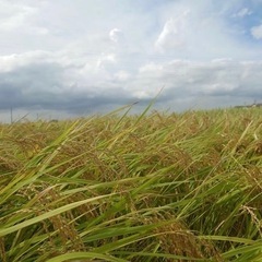 玄米　30キロ　にこまる　新米　岡山県　令和4年