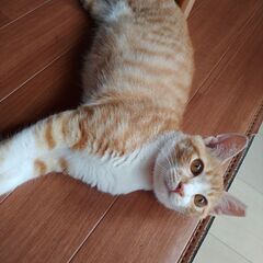 茶トラ子猫
