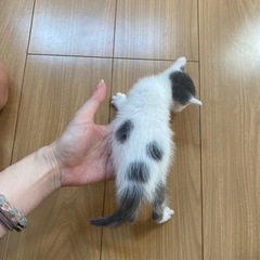 里親様決定致しました・生後1ヶ月未満・ありがとうございます