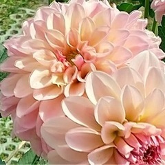 10/15宝塚ダリア園🌺＆川西池田昼食会🥗