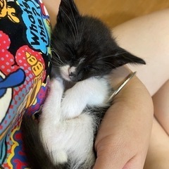 3ヶ月の子猫を家族一員として大切してくれる里親募集