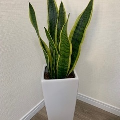観葉植物