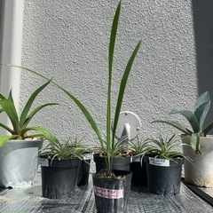 11/13千葉みなとフリマ出品！希少ヤシ　【ルピコラヤシ】　小苗の画像