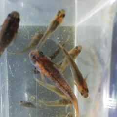 五式typeRメダカ　ごしきタイプRめだか　若魚　5匹1500円