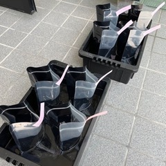 【めだか屋　全】本日9/10(土)限定ゲリラセール