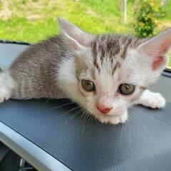 １ヶ月の仔猫４匹(話し合い中) − 長崎県