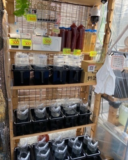 メダカ購入で水草・レッドラムズホーン（貝）無料
