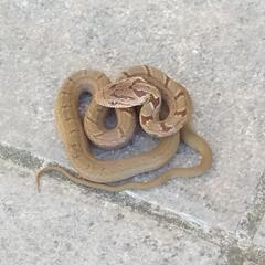 （シマヘビでした）毒蛇？誰か名前教えて下さい🐍