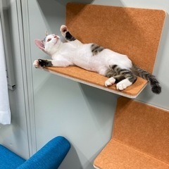 綺麗な甘えん坊男の子です♪