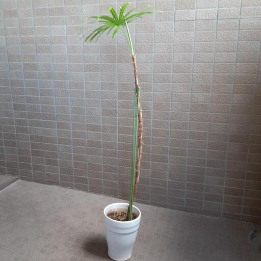観葉植物　孟宗竹