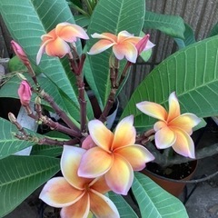🌈関内でフラ🏝始めませんか？の画像