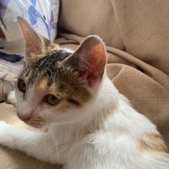 三毛猫メス3〜 4か月里親募集 - 亘理郡